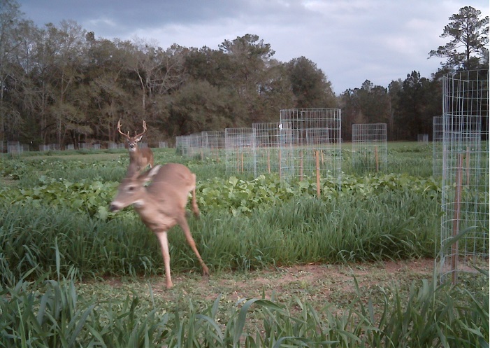 A buck chases a doe through plots of wildlife forages being evaluated at the University of Florida's North Florida Research and Education Center. Photo Courtesy of Holly Ober