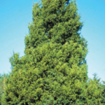 Consider a Native Evergreen This Christmas