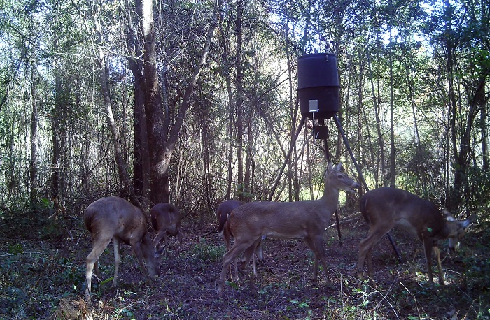 If attracting deer, not improving habitat, is your primary goal you might consider establishing a feeding station. Be sure to check FWC regulations before you begin feeding game animals.