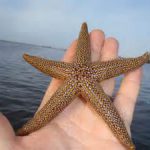 The Christmas “Sea Star” The Christmas “Sea Star”