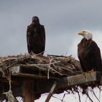 Yep… Those are Bald Eagles You are Seeing
