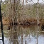 Beavers – Engineering Marvel or Farmer’s Frustration