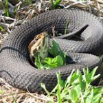 The Cottonmouth (Agkistrodon piscivorus)