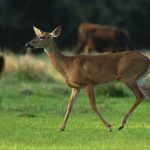 Steps for Dealing with Nuisance Wildlife