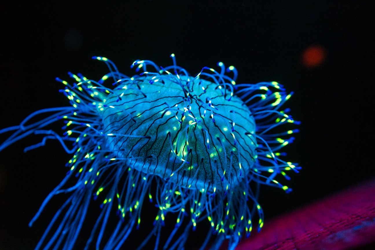 Bioluminescence Light Show Beneath The Sea Panhandle Outdoors