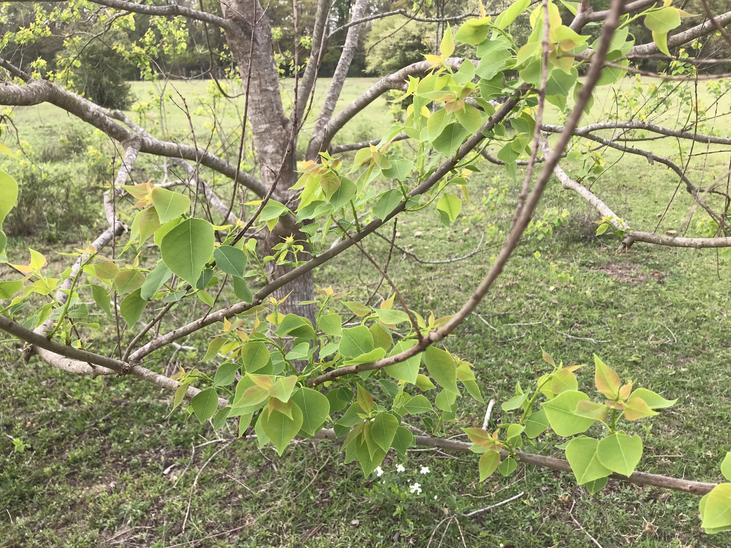 Getting Rid of Chinese Tallow Trees | Panhandle Outdoors