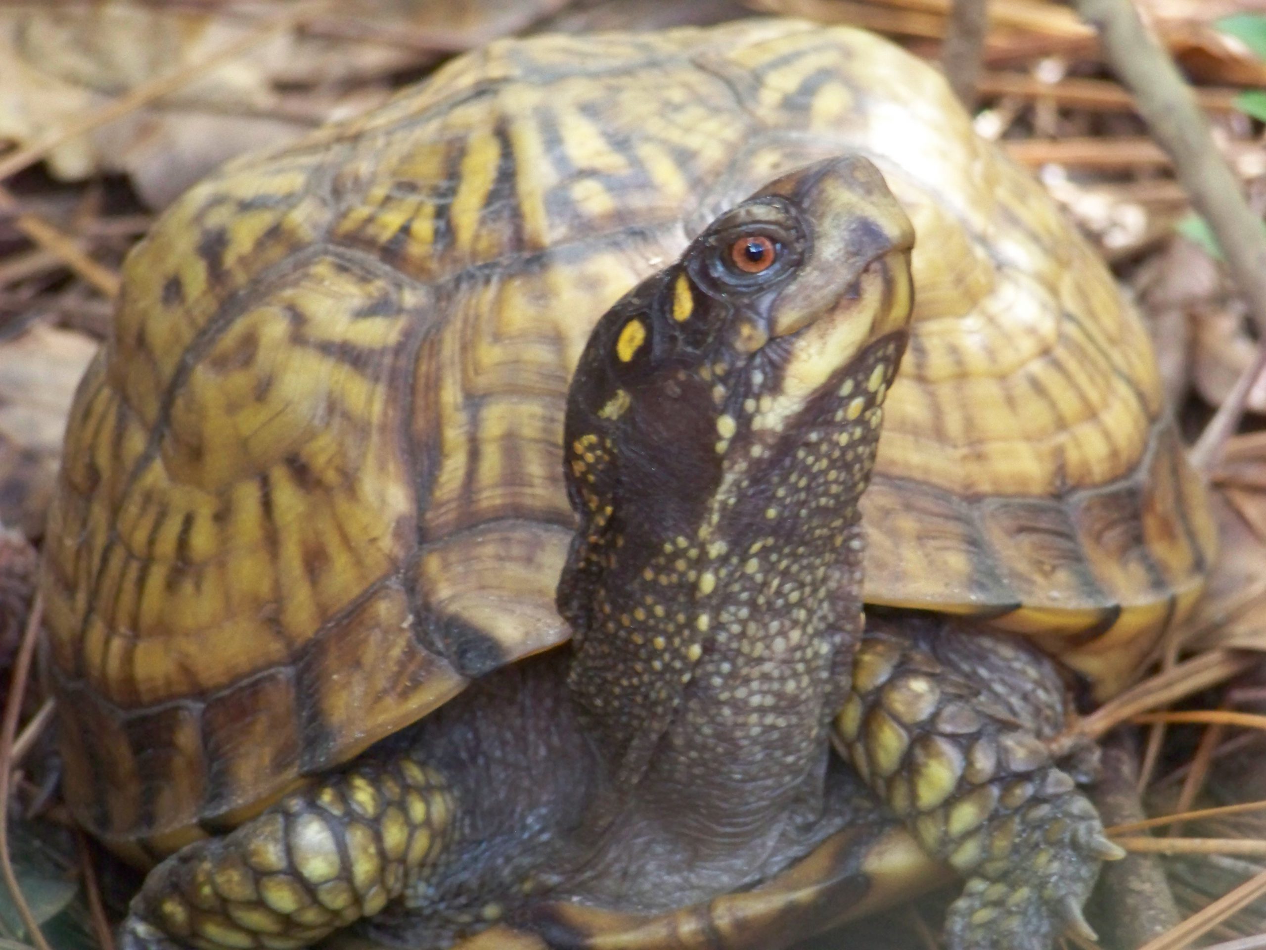 2020 Year Of The Turtle Box Turtles Panhandle Outdoors,Washing Soda Formula