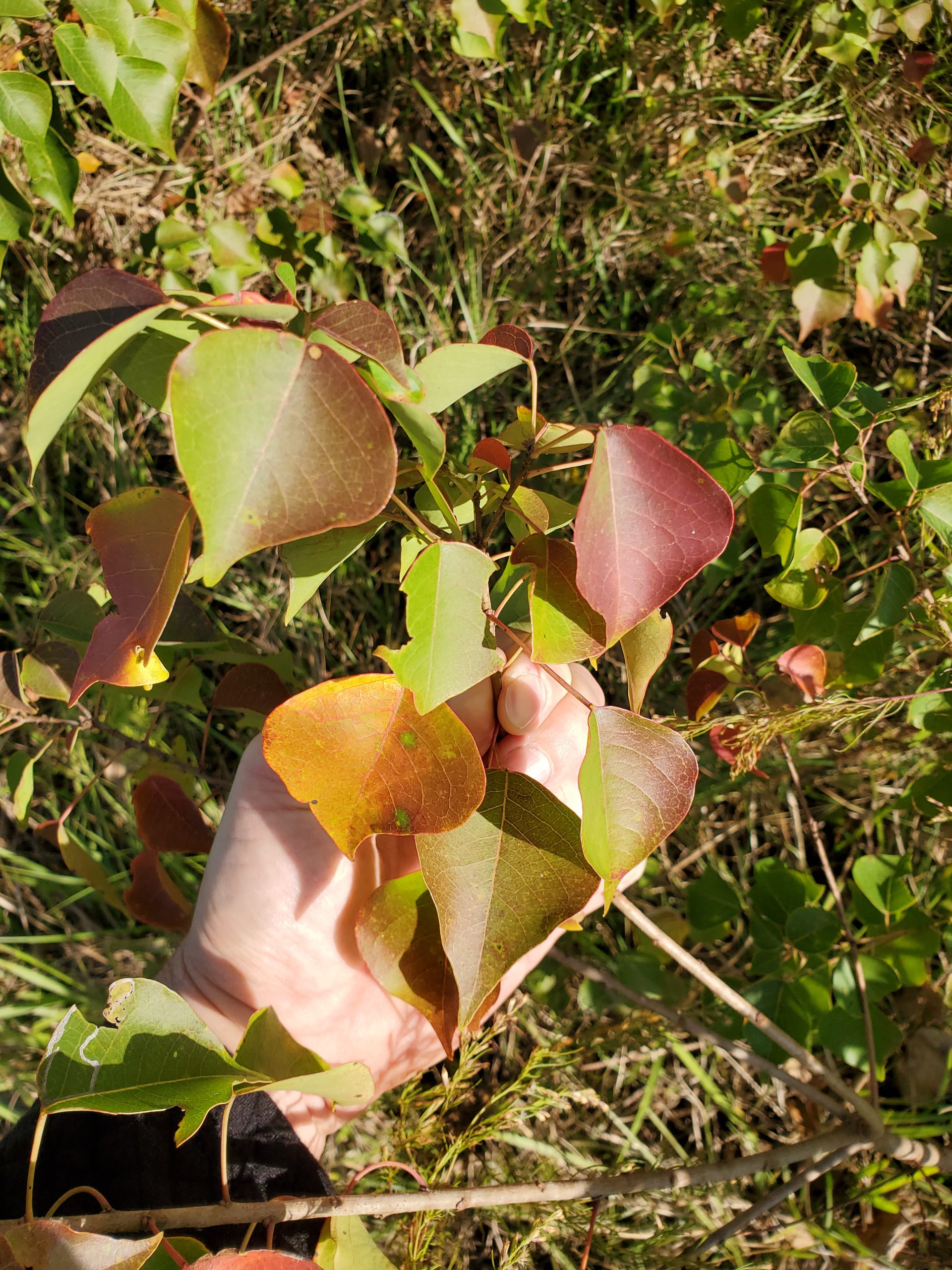 Pretty Face with a Bad Attitude: The Invasive Chinese Tallow