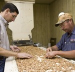 When It’s All Said and Done – Lessons Learned from the 2016 Peanut Season When It’s All Said and Done – Lessons Learned from the 2016 Peanut Season