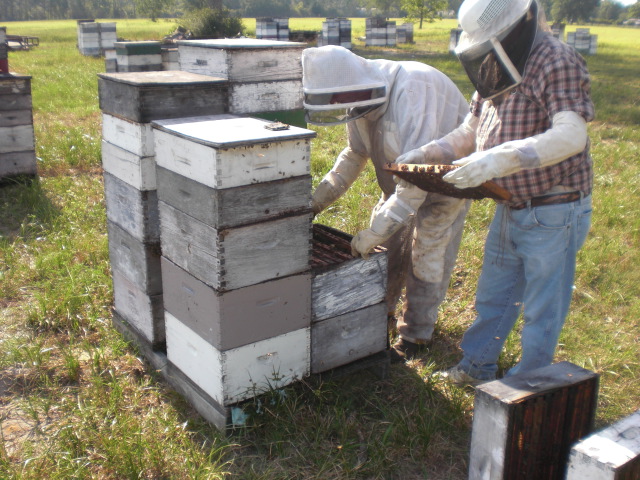 Honey Bee Hive Plans
