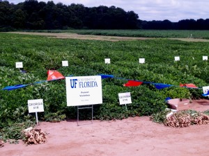 Peanut Field Day