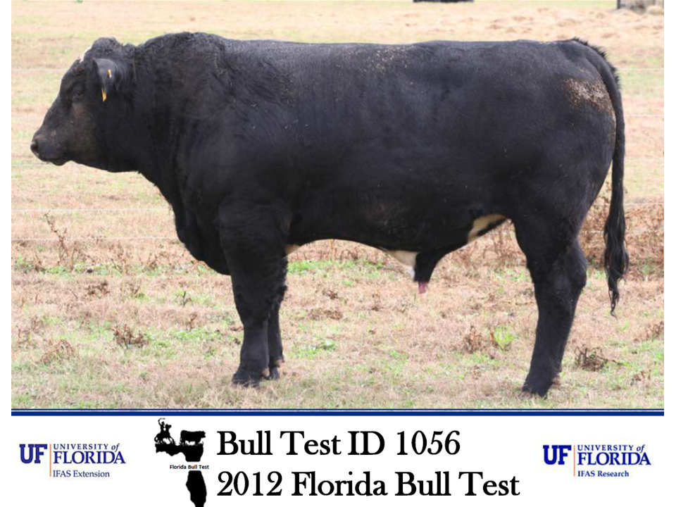 Jenkins Bold Y178 will lead off the Sale.  He is a SimAngus that gained 4.71 pounds per day and weighed 1540 pounds at the end of the Florida Bull Test in December.
