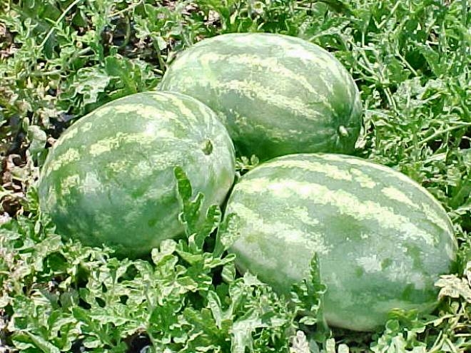 Tri-state Watermelon & Cucurbit Meeting