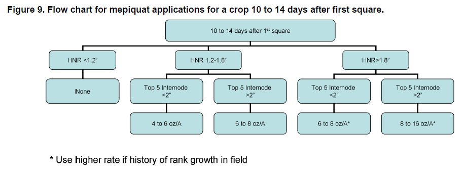 Cotton Growth Stage Chart