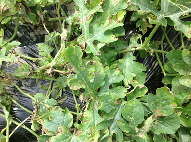 Symptoms of a new bacterial disease on watermelon in Florida.
