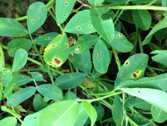 Leaf spot is threatening peanut yields in Panhandle Florida.