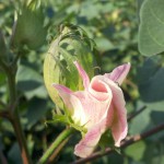 Background and Summary of Recent Cotton Policy Developments Background and Summary of Recent Cotton Policy Developments