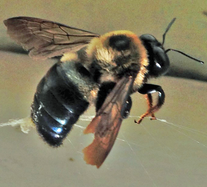 large-carpenter-bee-management-and-control-newsletters