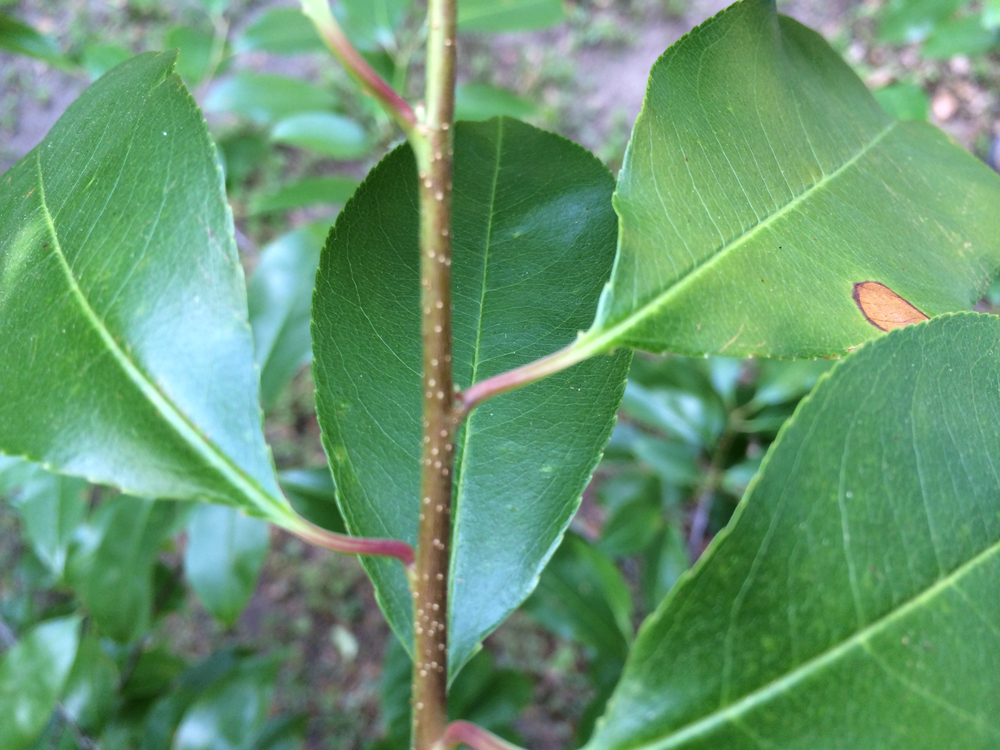 Picture 2.  The white spots on the stem, called lenticels, are a great way to identify cherry.   Photo credit:  Jay Ferrell