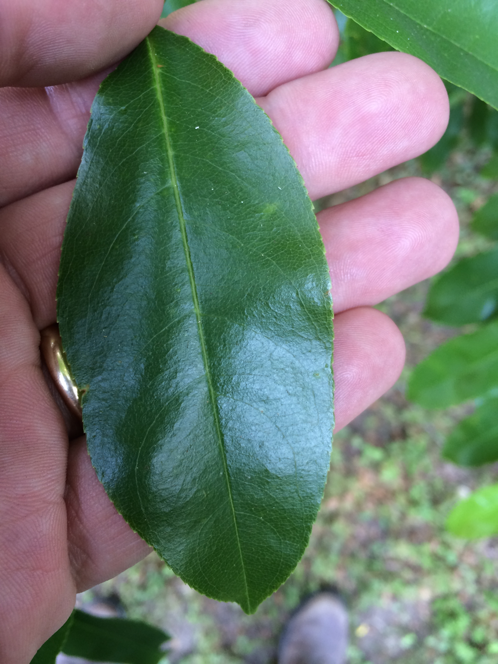 Picture 1. Serrated edges on the leaf separate cherry from persimmon.  Photo credit:  Jay Ferrell