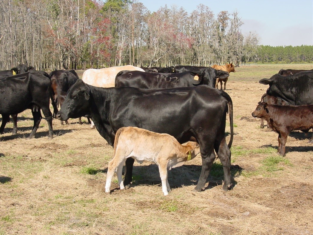 Does Calf Age at Castration Matter? Panhandle Agriculture
