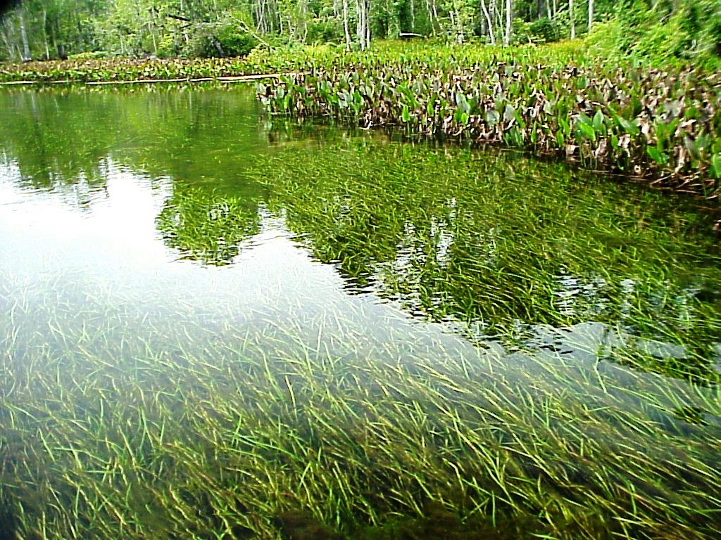 Managing Aquatic Plants in Farm Ponds » Newsletters