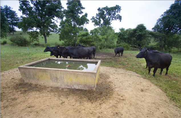 EQIP frunds can provide cost share funds for conservation practices such as a water trough in a pasture keeps cattle out of critical riparian area.