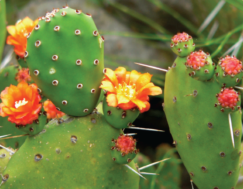 the-number-one-name-for-prickly-pear-seed-oil-bioprogreen