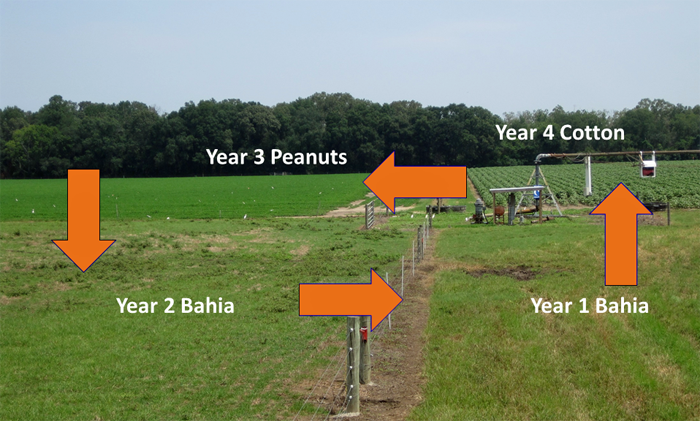 Sod-Based Crop Rotation Project. NFREC Marianna. Photo credit: Doug Mayo