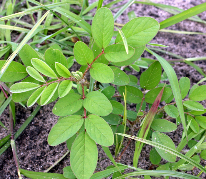 Hairy indigo can be a challenging legume weed to control in peanuts.  Photo credit:  Jay Ferrell
