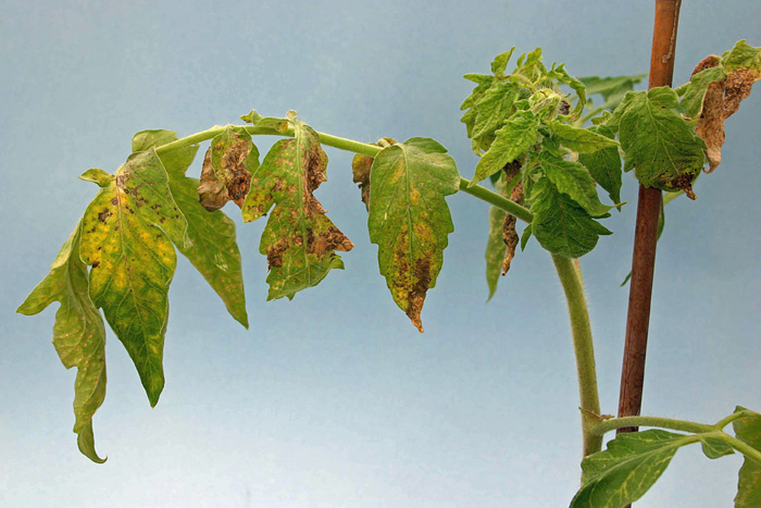 Figure 1. Tomato chlorotic spot virus symptoms on young tomato plant.  Photo Credit Joe Funderburk