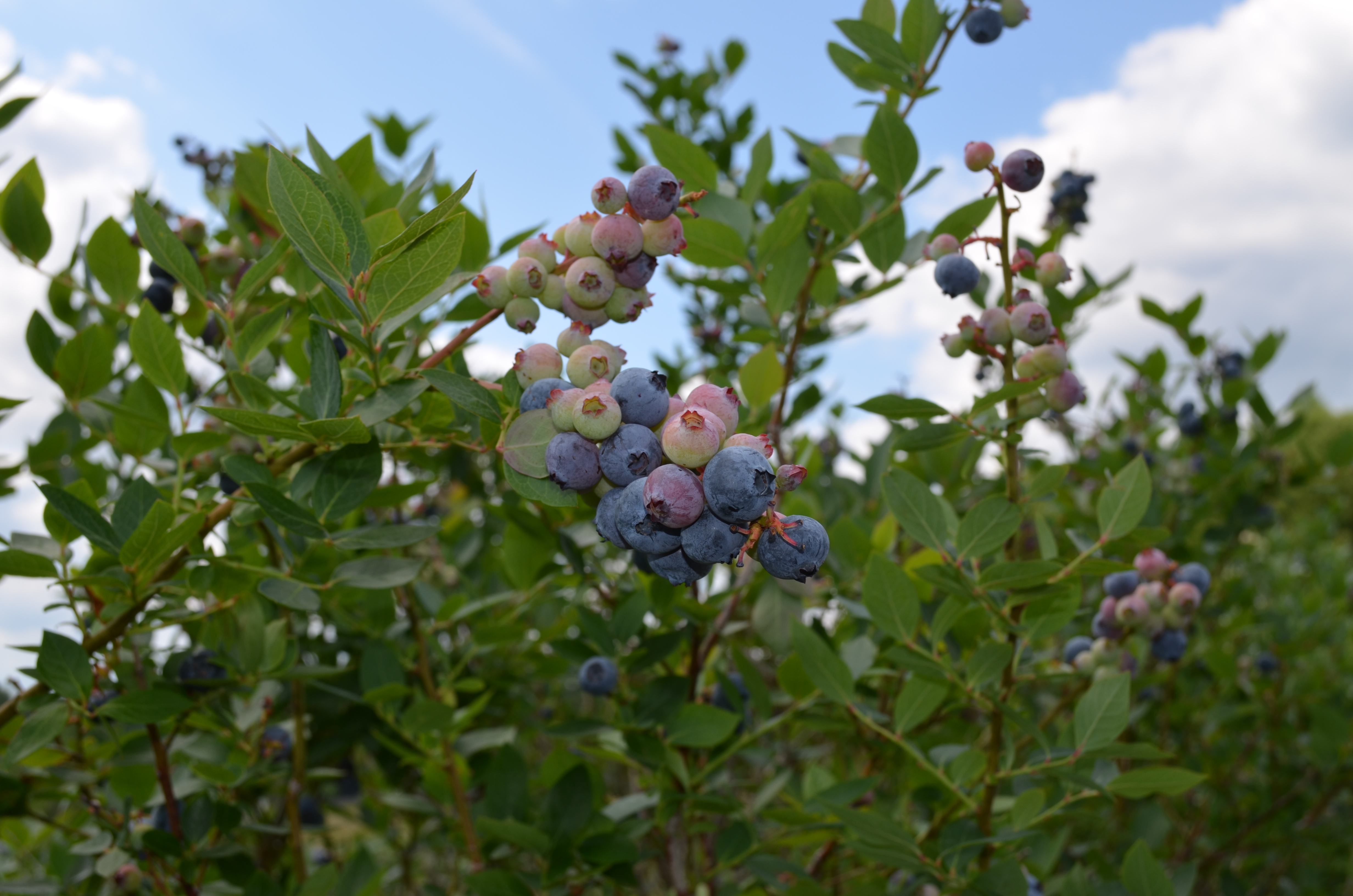 Blueberry Cluster - Image Credit UF / IFAS - Jim Olmstead,
