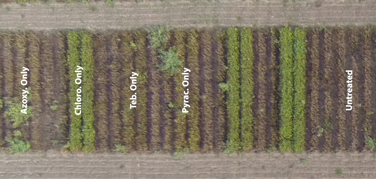 Figure 2.  Example plots from the 2014 leaf spot fungicide trial in Citra, FL showing visual results of the different fungicide treatments on 10/22/15. The treatments consisted of an untreated check (no sprays) and a 7 spray program using only chlorothalonil (Echo 720 @ 1.5 pts/A, Chloro. Only), tebuconazole (TebuStar @ 7.2 fl oz/A, Teb. Only), azoxystrobin (Abound @ 18 fl oz/A, Azoxy. Only) and pyraclostrobin (Headline @ 9 fl oz/A, Pyrac. Only).