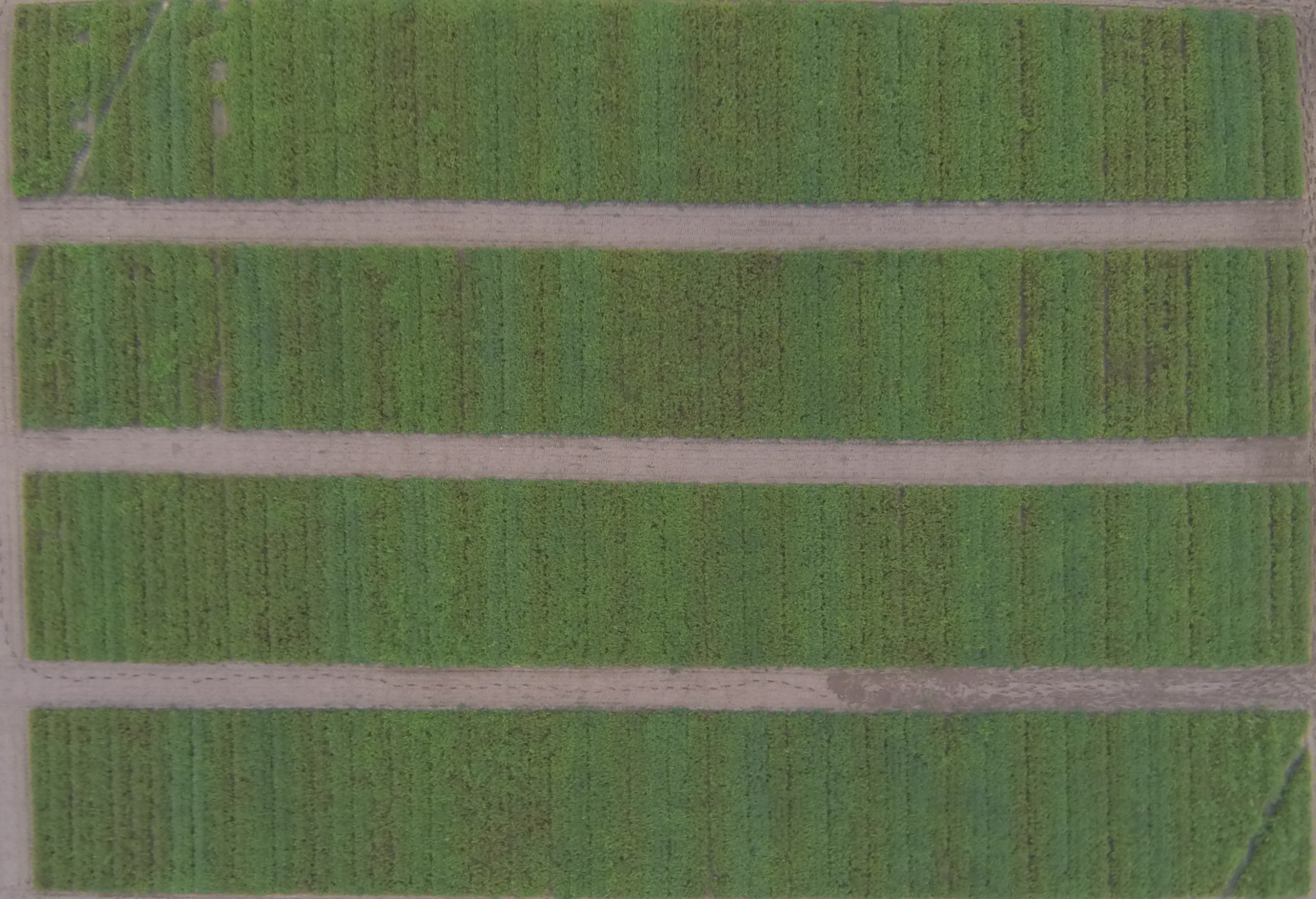 Figure 1. An aerial image of 2014 peanut leaf spot fungicide trial from the University of Florida Plant Science Research and Education Unit in Citra, FL on 9/25/14.  
