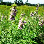 Gardening for Pollinator Conservation Workshop – October 13 Gardening for Pollinator Conservation Workshop – October 13