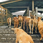 Increasing Income from Calves Sold at your Local Livestock Market Increasing Income from Calves Sold at your Local Livestock Market