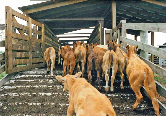 There are a number of methods to increase the values of calves sold at weaning.  Photo credit:  Doug Mayo