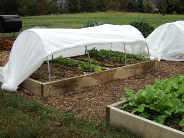 An example of a low tunnel integrated into a raised bed. Photo credit – Fran Scher