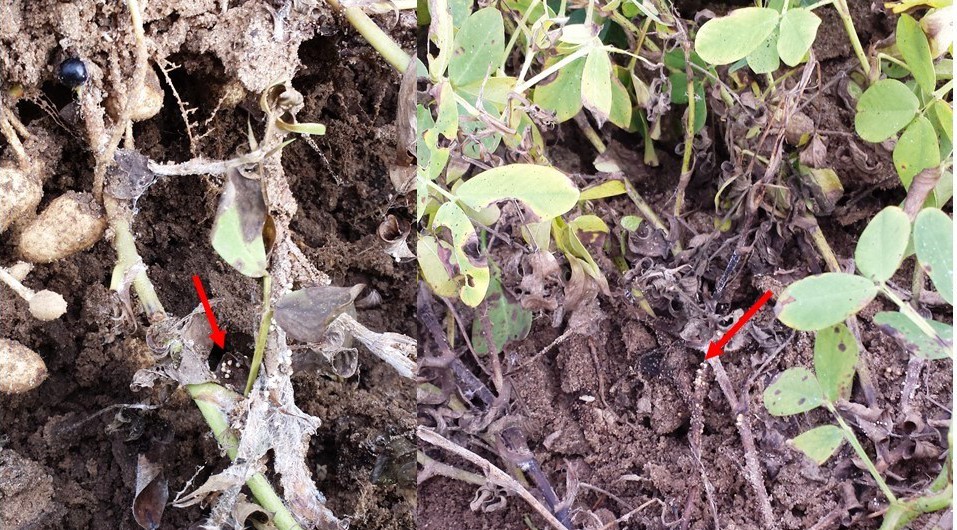 Figure 1. Sclerotia produced by the white mold (stem rot) pathogen. Red arrows point to the sclerotia on the peanut tissue which vary in color from white to tan/brown. 