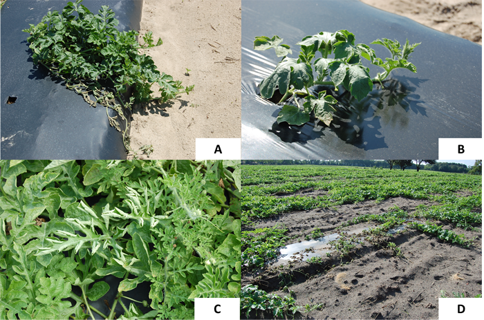 Figure 2. Fusarium wilt symptoms and evidence of the disease in the field. A. One wilted runner still attached to main seemingly unaffected vine – Quincy, FL. B. Older leaves exhibiting initial symptoms of wilting two weeks after transplanting – Citra, FL. C. Apical leaves on mature vine showing initial symptoms of wilting – Madison Co, FL. D. Open spaces caused by death vines infected with Fusarium wilt – Gilchrist, FL. 