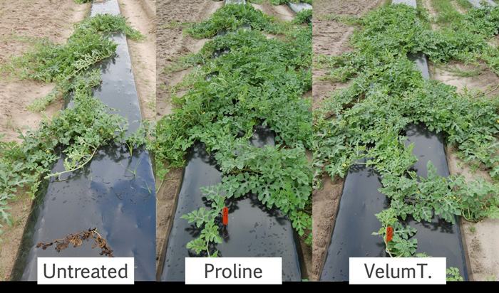 Figure 5. Example plots from the 2015 drench trial in Citra, FL showing plant vigor five weeks after transplanting of two different fungicides. The treatments here presented consist of an untreated check (only water), and a one-time drench application of Proline® 480 SC (5.7 fl oz/A) and Velum® Total (18 fl oz/A).