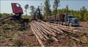 Forestry Harvest photo