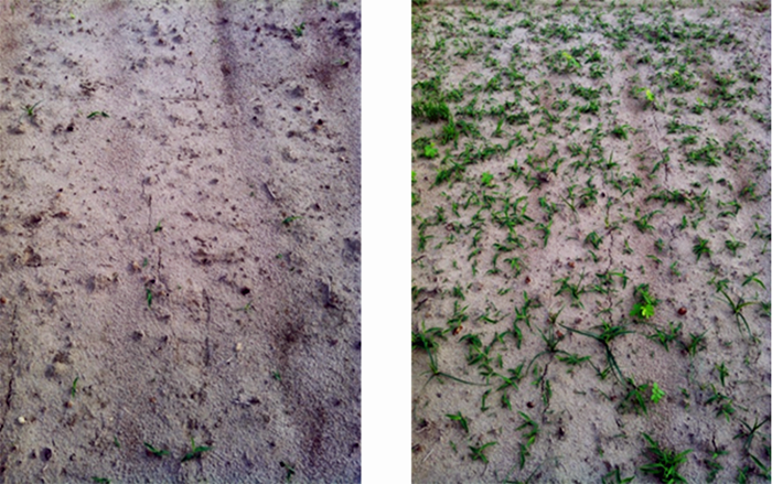 Figure 2. The left panel shows excellent weed control with pendimethalin applied at twice the label rate on a soil without biochar. The right panel shows zero weed control after applying the same herbicide treatment on a soil in which 2 Ton biochar/A were incorporated. Photo Credit: Neeta Soni