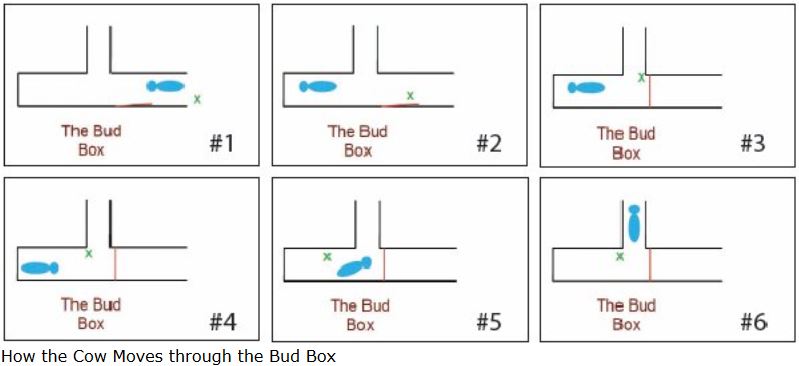 The Bud Box And Double Alley Design For Cattle Pens