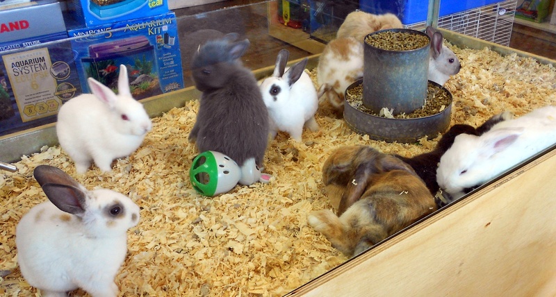 pet shop rabbit