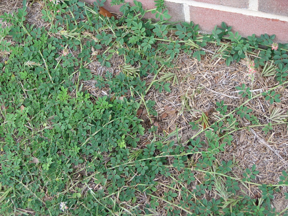 Runners root at the nodes, blooms resemble clover,  and seeds occur in small bunches as Creeping Indigo grows next to a brick wall.  Photo Credit: Jed Dillard