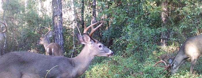 As summer browse dwindles the hbitat benefits of wildlife food plots become more evident. Photo Credit Mark Mauldin