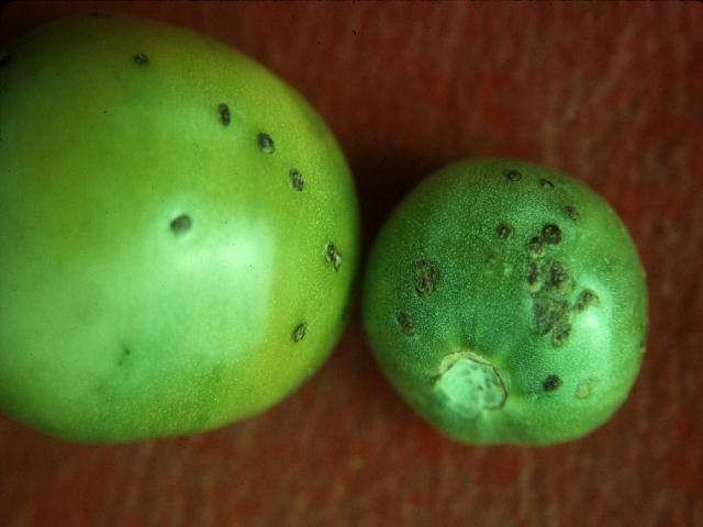 Bacterial spot on tomato fruit.