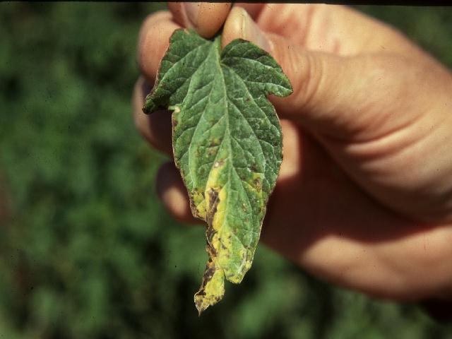 Typical bacterial spot symptoms on a tomato leaf.