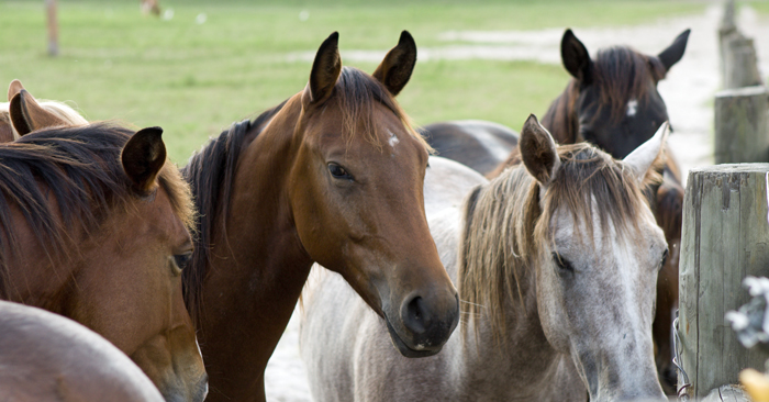 Horses at the University of Florida Horse Teaching Unit. Horse, domesticated Equines, hoofed mammals UF/IFAS Photo by Tyler Jones.